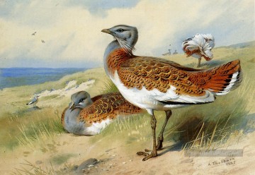  sea Peintre - Grande outardes Archibald Thorburn oiseau